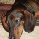 Подробнее об объявлении «Белгород Найдена собака кобель кто потерял таксу» Фото: найдена собака Такса «Белгород Найдена собака кобель кто потерял таксу» в г. Белгород