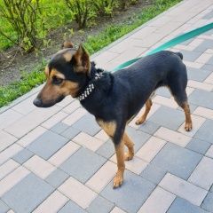 Подробнее об объявлении «Найдена собака кобель Москва» Фото: найдена собака  «Найдена собака кобель Москва» в г. Москва