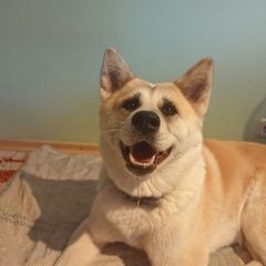 Подробнее об объявлении «Купавна Найдена собака похожая на акиту» Фото: найдена собака Акита-ину «Купавна Найдена собака похожая на акиту» в г. Купавна