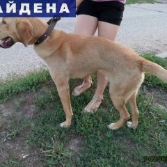 Подробнее об объявлении «Казань Найдена собака кобель гончая кобель» Фото: найдена собака  «Казань Найдена собака кобель гончая кобель» в г. Казань
