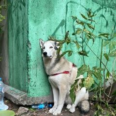 Подробнее об объявлении «Найдена собака Москва» Фото: найдена собака  «Найдена собака Москва» в г. Москва