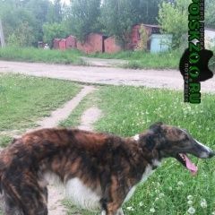Подробнее об объявлении «Ярославль Найдена собака кобель речной порт» Фото: найдена собака  «Ярославль Найдена собака кобель речной порт» в г. Ярославль