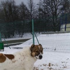 Подробнее об объявлении «Найдена собака кобель алабай мальчик Москва» Фото: найдена собака  «Найдена собака кобель алабай мальчик Москва» в г. Москва