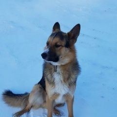 Подробнее об объявлении «Найдена собака кобель чудо-пес  Дмитров» Фото: найдена собака  «Найдена собака кобель чудо-пес  Дмитров» в г. Дмитров