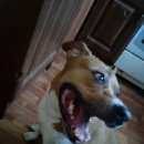 Подробнее об объявлении «Найдена собака Электросталь» Фото: найдена собака Американский стаффордширский терьер «Найдена собака Электросталь» в г. Электросталь