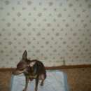 Подробнее об объявлении «Челябинск Найдена собака» Фото: найдена собака  «Челябинск Найдена собака» в г. Челябинск