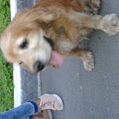 Подробнее об объявлении «Найдена собака кобель на эгершельде Владивосток» Фото: найдена собака Английский кокер-спаниель «Найдена собака кобель на эгершельде Владивосток» в г. Владивосток