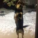 Подробнее об объявлении «Сысерть Найдена собака белый ошейник с голубыми камнями» Фото: найдена собака  «Сысерть Найдена собака белый ошейник с голубыми...» в г. Сысерть