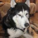 Подробнее об объявлении «Нижний Новгород Найдена собака кобель -мальчик» Фото: найдена собака  «Нижний Новгород Найдена собака кобель -мальчик» в г. Нижний Новгород