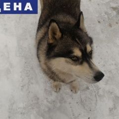Подробнее об объявлении «Найдена собака кобель Домодедово» Фото: найдена собака Сибирская хаски «Найдена собака кобель Домодедово» в г. Домодедово