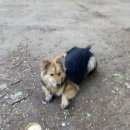 Подробнее об объявлении «Найдена собака кобель метис овчарки Нижний Новгород» Фото: найдена собака  «Найдена собака кобель метис овчарки Нижний...» в г. Нижний Новгород