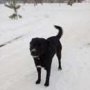 Подробнее об объявлении «Белгород Найдена собака кобель» Фото: найдена собака  «Белгород Найдена собака кобель» в г. Белгород