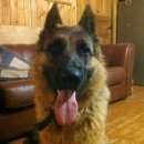 Подробнее об объявлении «Найдена собака сука немецкой овчарки Можайск» Фото: найдена собака Немецкая овчарка «Найдена собака сука немецкой овчарки Можайск» в г. Можайск