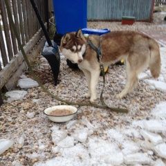 Подробнее об объявлении «Найдена собака Можайск» Фото: найдена собака Сибирская хаски «Найдена собака Можайск» в г. Можайск