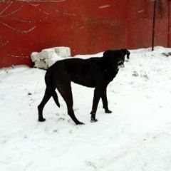 Подробнее об объявлении «Нижний Новгород Найдена собака сормовский район» Фото: найдена собака  «Нижний Новгород Найдена собака сормовский район» в г. Нижний Новгород