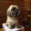 Подробнее об объявлении «Москва Найдена собака сука, порода ши тцу» Фото: найдена собака Ши-тцу «Москва Найдена собака сука, порода ши тцу» в г. Москва