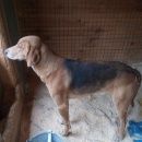 Подробнее об объявлении «Черноголовка Найдена собака кобель» Фото: найдена собака  «Черноголовка Найдена собака кобель» в г. Черноголовка