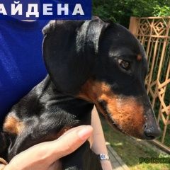 Подробнее об объявлении «Найдена собака кобель такса чёрного цвета Сочи» Фото: найдена собака Такса «Найдена собака кобель такса чёрного цвета Сочи» в г. Сочи