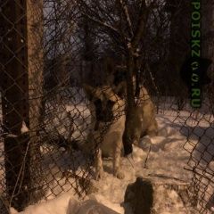 Подробнее об объявлении «Найдена собака две собаки-щенки сцеплины одной цепочкой Химки» Фото: найдена собака  «Найдена собака две собаки-щенки сцеплины одной...» в г. Химки