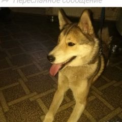 Подробнее об объявлении «Найдена собака лайка в электричке Одинцово» Фото: найдена собака  «Найдена собака лайка в электричке Одинцово» в г. Одинцово