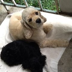 Подробнее об объявлении «Новосибирск Найдена собака кокер спаниель со щенком» Фото: найдена собака Американский кокер-спаниель «Новосибирск Найдена собака кокер спаниель со...» в г. Новосибирск