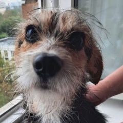 Подробнее об объявлении «Найдена собака кобель 26.08 кобель метис йорка Москва» Фото: найдена собака  «Найдена собака кобель 26.08 кобель метис йорка...» в г. Москва