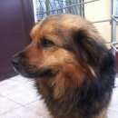 Подробнее об объявлении «Липецк Найдена собака» Фото: найдена собака  «Липецк Найдена собака» в г. Липецк