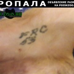 Подробнее об объявлении «Чита Найдена собака» Фото: найдена собака  «Чита Найдена собака» в г. Чита