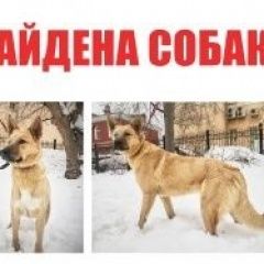 Подробнее об объявлении «Барыбино Найдена собака домодедовский округ, гальчино» Фото: найдена собака  «Барыбино Найдена собака домодедовский округ,...» в г. Барыбино