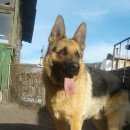 Подробнее об объявлении «Найдена собака кобель Улан-Удэ» Фото: найдена собака  «Найдена собака кобель Улан-Удэ» в г. Улан-Удэ