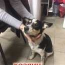 Подробнее об объявлении «Найдена собака Нижний Новгород» Фото: найдена собака  «Найдена собака Нижний Новгород» в г. Нижний Новгород