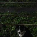 Подробнее об объявлении «Ярославль Найдена собака кобель» Фото: найдена собака  «Ярославль Найдена собака кобель» в г. Ярославль