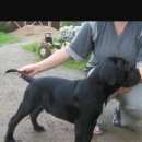 Подробнее об объявлении «Найдена собака Орехово-Зуево» Фото: найдена собака  «Найдена собака Орехово-Зуево» в г. Орехово-Зуево