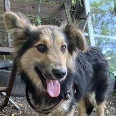 Подробнее об объявлении «Найдена собака кобель щенок 8 мес Химки» Фото: найдена собака  «Найдена собака кобель щенок 8 мес Химки» в г. Химки