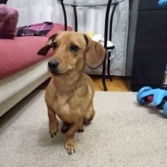 Подробнее об объявлении «Нижний Новгород Найдена собака кобель такса» Фото: найдена собака Такса «Нижний Новгород Найдена собака кобель такса» в г. Нижний Новгород