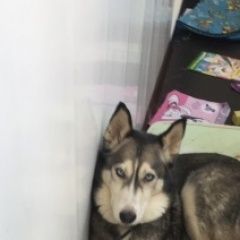 Подробнее об объявлении «Железнодорожный (Московск.) Найдена собака девочка хаски» Фото: найдена собака Сибирская хаски «Железнодорожный (Московск.) Найдена собака...» в г. Железнодорожный (Московск.)
