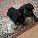 Подробнее об объявлении «Хабаровск Найдена собака черная таксочка» Фото: найдена собака Такса «Хабаровск Найдена собака черная таксочка» в г. Хабаровск