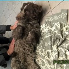 Подробнее об объявлении «Найдена собака Санкт-Петербург» Фото: найдена собака  «Найдена собака Санкт-Петербург» в г. Санкт-Петербург