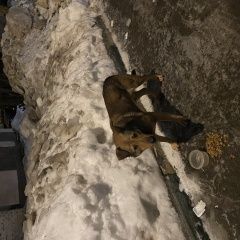 Подробнее об объявлении «Найдена собака кобель Москва» Фото: найдена собака  «Найдена собака кобель Москва» в г. Москва