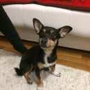 Подробнее об объявлении «Красноярск Найдена собака кобель» Фото: найдена собака Русский той-терьер «Красноярск Найдена собака кобель» в г. Красноярск