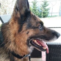 Подробнее об объявлении «Найдена собака кобель немецкой овчарки Загорянский» Фото: найдена собака Немецкая овчарка «Найдена собака кобель немецкой овчарки Загорянский» в г. Загорянский