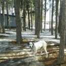 Подробнее об объявлении «Воронеж Найдена собака» Фото: найдена собака Далматин «Воронеж Найдена собака» в г. Воронеж