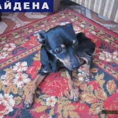 Подробнее об объявлении «Энгельс Найдена собака» Фото: найдена собака  «Энгельс Найдена собака» в г. Энгельс