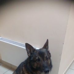 Подробнее об объявлении «Найдена собака кобель Химки» Фото: найдена собака  «Найдена собака кобель Химки» в г. Химки