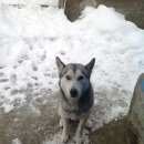 Подробнее об объявлении «Хоста Найдена собака подросток» Фото: найдена собака Сибирская хаски «Хоста Найдена собака подросток» в г. Хоста