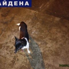 Подробнее об объявлении «Нижний Новгород Найдена собака кобель бегает собачка от подъезда к подъезду» Фото: найдена собака  «Нижний Новгород Найдена собака кобель бегает...» в г. Нижний Новгород