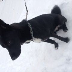 Подробнее об объявлении «Найдена собака кобель с белой грудкой Москва» Фото: найдена собака  «Найдена собака кобель с белой грудкой Москва» в г. Москва