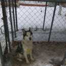 Подробнее об объявлении «Зарайск Найдена собака кобель хаска» Фото: найдена собака Сибирская хаски «Зарайск Найдена собака кобель хаска» в г. Зарайск