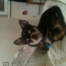 Подробнее об объявлении «Нижний Новгород Найдена собака кобель» Фото: найдена собака Чихуахуа «Нижний Новгород Найдена собака кобель» в г. Нижний Новгород