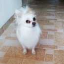 Подробнее об объявлении «Москва Найдена собака кобель» Фото: найдена собака Чихуахуа «Москва Найдена собака кобель» в г. Москва